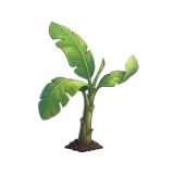 The banana plant growing.